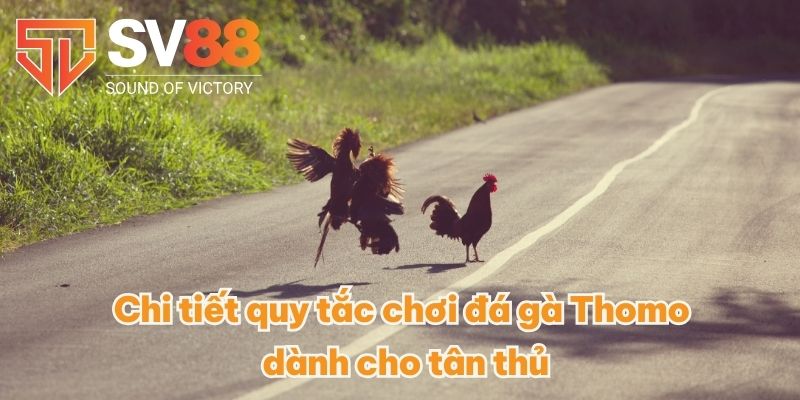 Đá Gà Thomo - So Tài Gay Cấn Có 1-0-2 Giữa Các Chiến Kê 3 Chi tiết quy tắc chơi đá gà Thomo dành cho tân thủ