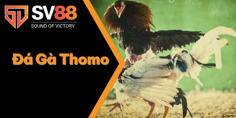 Đá Gà Thomo - So Tài Gay Cấn Có 1-0-2 Giữa Các Chiến Kê 1 Đá Gà Thomo