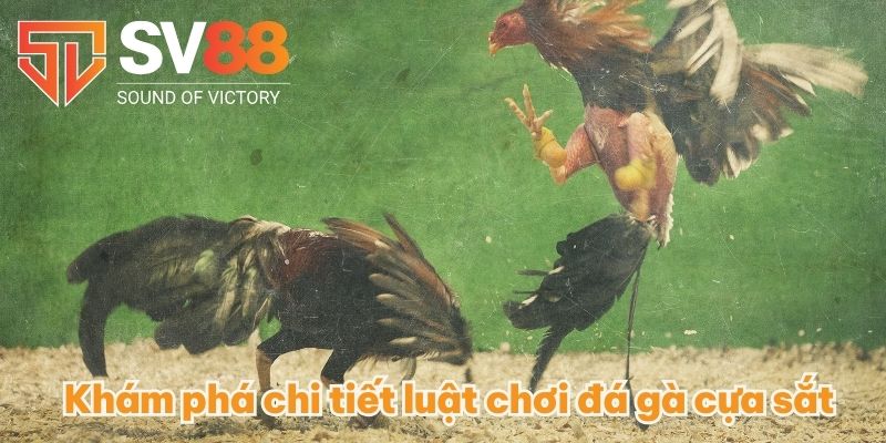 Đá Gà Cựa Sắt - Hết Mình Với Những Trận Đấu Đá Gà Đỉnh Cao 3 Khám phá chi tiết luật chơi đá gà cựa sắt