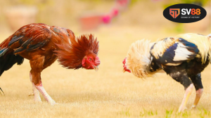 Ngũ hành đá gà - Bí quyết phong thủy nâng cao 6 Hiểu rõ về ngũ hành và mối liên hệ với trò chơi đá gà