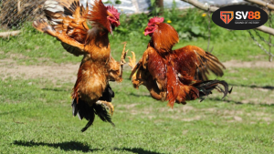 Màu mạng đá gà hôm nay - Bí quyết chọn đấu 5 Hiểu rõ về ý nghĩa của các màu mạng đá gà hôm nay